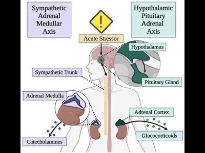 Diagram of stress axes: Sympathetic Adrenal Medullary Axis and Hypothalamic Pituitary Adrenal Axis