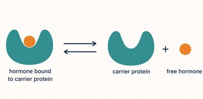 Diagram of hormone bound to carrier protein and free hormone