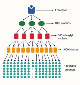 Signal amplification cascade diagram