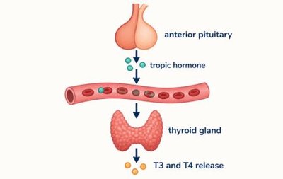 Diagram of humoral, neural, and hormonal stimuli