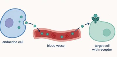 Diagram of endocrine cell releasing hormone into blood vessel, targeting cell with receptor