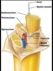 Structure of a peripheral nerve