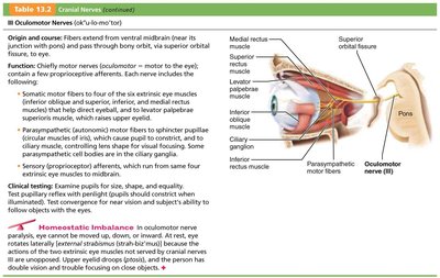 Oculomotor nerve structure and function