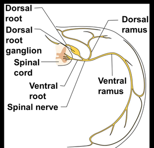 Spinal nerve branching
