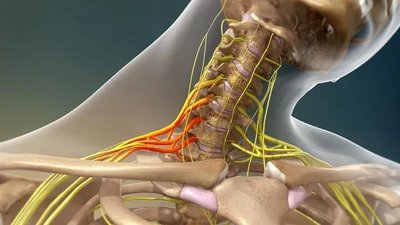Brachial plexus anatomy