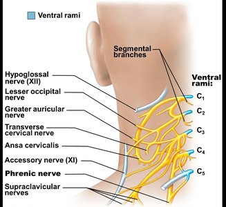 Cervical plexus and phrenic nerve