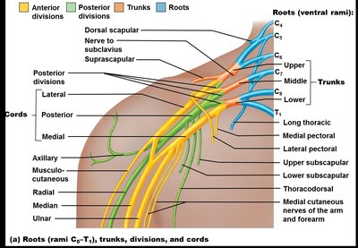 Brachial plexus branches