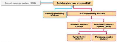 Diagram of CNS and PNS divisions