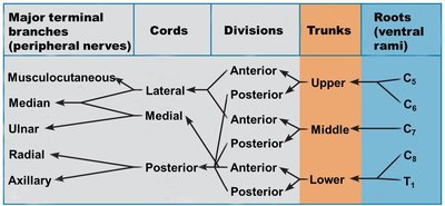 Brachial plexus organization