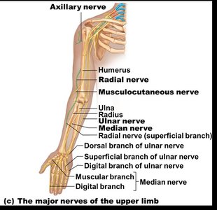 Major nerves of the upper limb