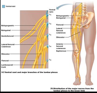 Lumbar plexus and major branches