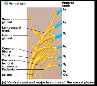 Sacral plexus and major branches