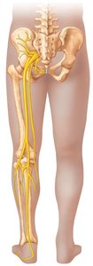 Sciatic nerve distribution