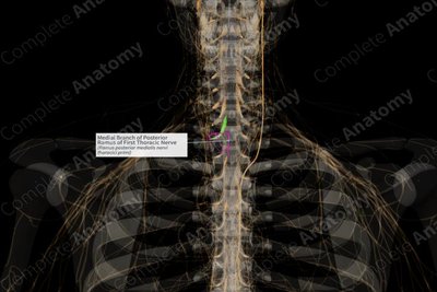 Dermatomes of the body
