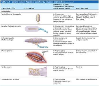 Table of general sensory receptors (part 2)