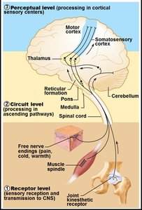 Diagram of sensation to perception pathway