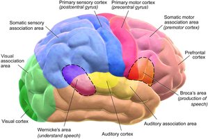 Cerebral cortex with labeled motor and sensory areas