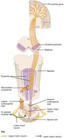 Corticospinal tract and descending motor pathways