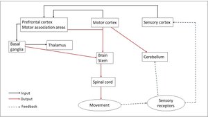 Diagram of voluntary movement control pathways