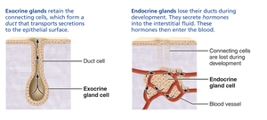 Comparison of exocrine and endocrine glands