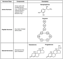 Hormone classes and examples