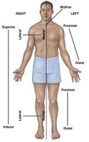 Anatomical position