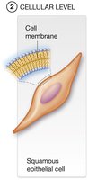 Cellular level: squamous epithelial cell