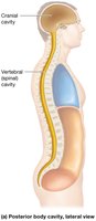 Posterior body cavity