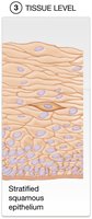 Tissue level: stratified squamous epithelium