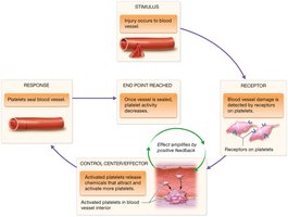 Positive feedback: blood clotting