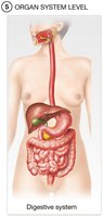 Organ system level: digestive system