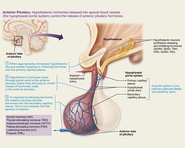 Hypothalamus controls release of hormones from the pituitary gland