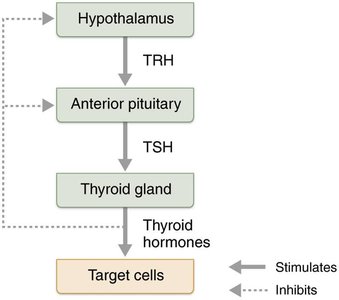 Regulation of thyroid hormone secretion