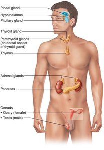 Location of selected endocrine organs of the body
