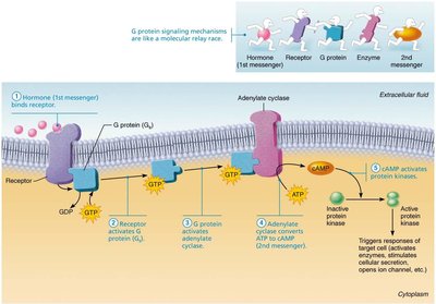 Cyclic AMP second-messenger mechanism of water-soluble hormones