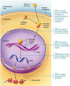 Direct gene activation mechanism of lipid-soluble hormones