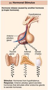 Hormonal stimulus
