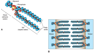 Structure and arrangement of phospholipids in a bilayer