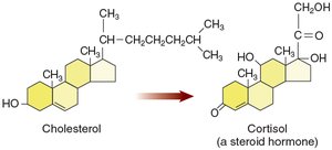 Cholesterol structure and conversion to steroid hormone