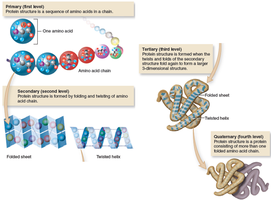 Levels of protein structure: primary, secondary, tertiary, quaternary
