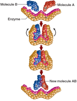 Enzyme action: lock-and-key model