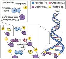 Structure of DNA and nucleotide components