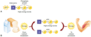 ATP structure and energy cycle in cells