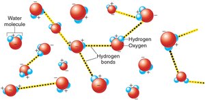 Hydrogen bonds between water molecules