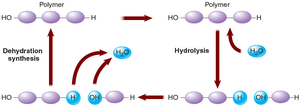 Dehydration synthesis and hydrolysis reactions