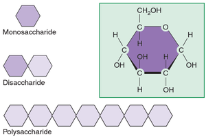 Structures of monosaccharides, disaccharides, and polysaccharides