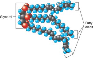 Structure of a triglyceride molecule