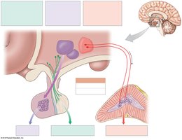 Overview of the hypothalamus