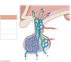 Hypophyseal portal system