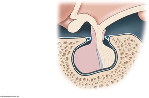 The pituitary gland